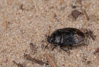 Sehirus luctuosus / Vergeet-mij-nietgraafwants
