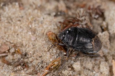 Sehirus luctuosus / Vergeet-mij-nietgraafwants