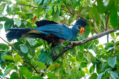 Great blue turaco / Reuzentoerako