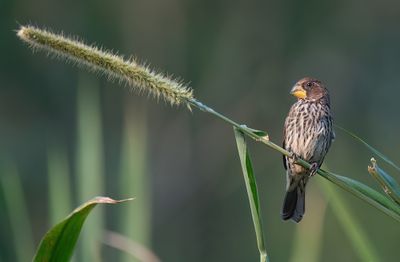 Grosbeak weaver / Dikbekwever