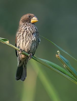 Grosbeak weaver / Dikbekwever