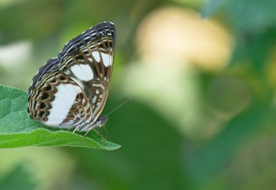Butterflies of Africa / Dagvlinders uit Afrika
