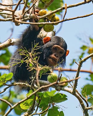 Chimpanzee / Chimpansee