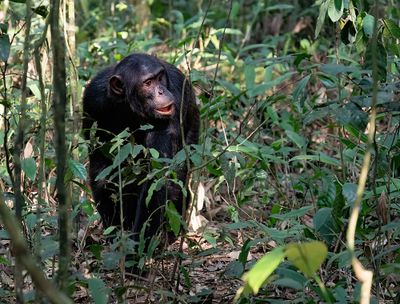 Chimpanzee / Chimpansee