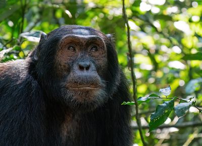 Chimpanzee / Chimpansee