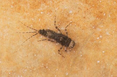Serratella ignita / Geringde driestaart