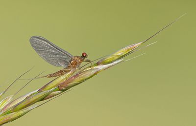 Serratella ignita / Geringde driestaart