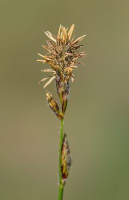 Flora