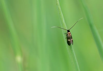 Micro moths / Micro nachtvlinders