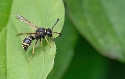 Odynerus spinipes / Gewone schoorsteenwesp