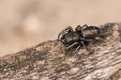 Heliophanus flavipes / Gewone blinker