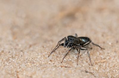 Heliophanus flavipes / Gewone blinker
