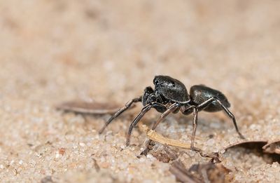 Heliophanus flavipes / Gewone blinker
