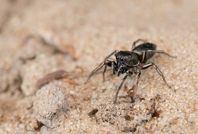 Heliophanus flavipes / Gewone blinker