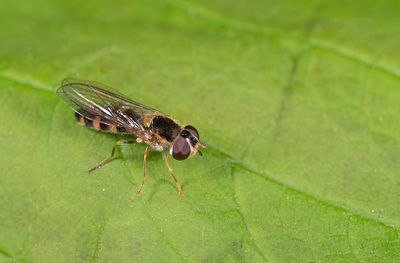 Meligramma triangulifera / Driehoekselfje