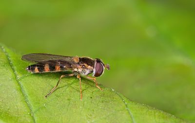 Meligramma triangulifera / Driehoekselfje