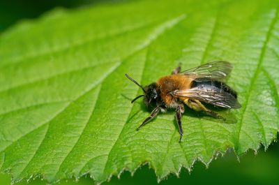 Andrena nitida / Viltvlekzandbij