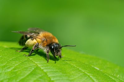 Andrena nitida / Viltvlekzandbij