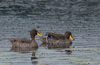 Waterfowl / Eendvogels