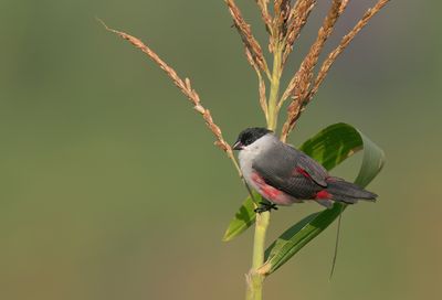 Black-crowned waxbill / Nonastrild