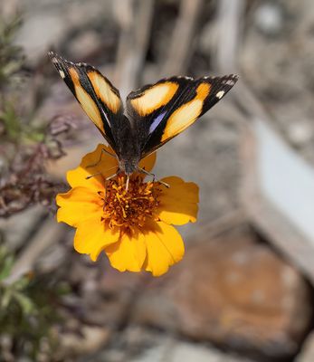 Butterflies of Africa / Dagvlinders uit Afrika