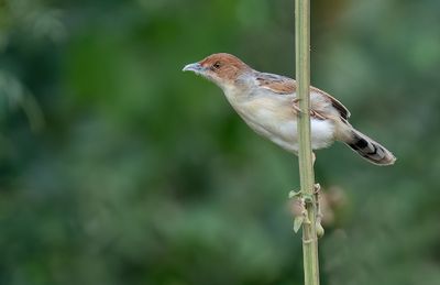 Winding Cisticola / Heuglins graszanger