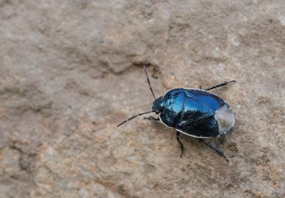 Canthophorus impressus / Bergvlaswants