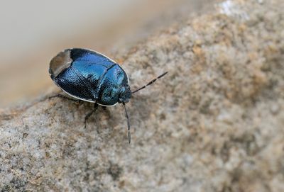 Canthophorus impressus / Bergvlaswants