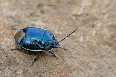 Canthophorus impressus / Bergvlaswants