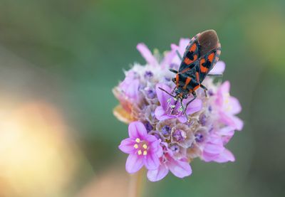 Spilostethus saxatilis / Rotsridderwants