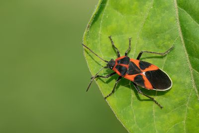 Tropidothorax leucopterus / Engbloemridderwants