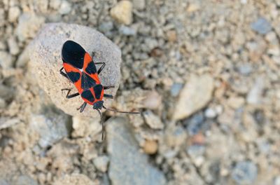 Tropidothorax leucopterus / Engbloemridderwants