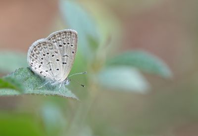 African grass blue / Amethistblauwtje