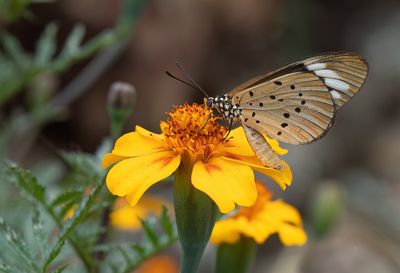 Butterflies of Africa / Dagvlinders uit Afrika