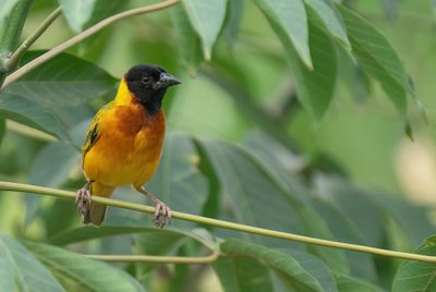 Black-headed weaver / Zwartkopwever