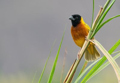 Black-headed weaver / Zwartkopwever