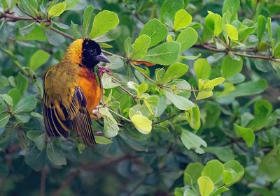 Black-headed weaver / Zwartkopwever
