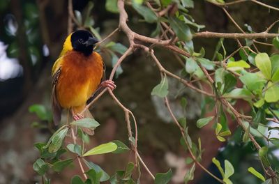 Black-headed weaver / Zwartkopwever