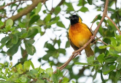 Black-headed weaver / Zwartkopwever
