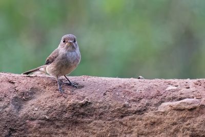 African dusky flycatcher / Kaapse vliegenvanger