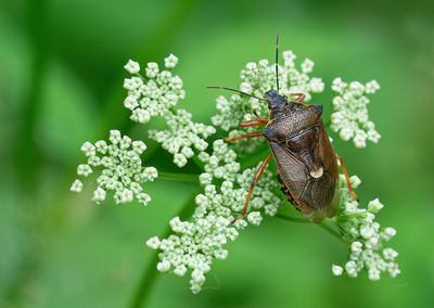 Pinthaeus sanguinipes / Bloedpootschildwants