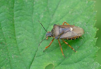 Pinthaeus sanguinipes / Bloedpootschildwants