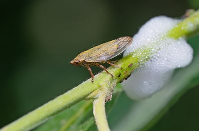 Auchenorrhyncha (Cicadas and Leafhoppers / Cicaden)