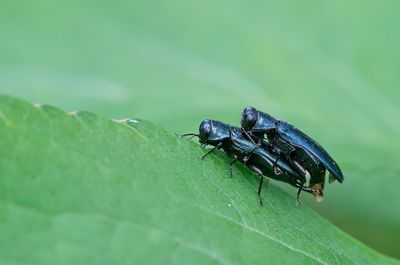 Agrilus cyanescens