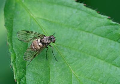 Chrysopilus cristatus / Gewoon goudlokje