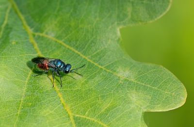 Pseudomalus auratus