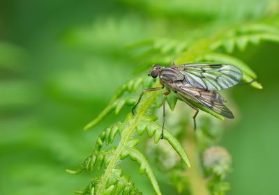 Rhagio scolopaceus / Gewone Snipvlieg