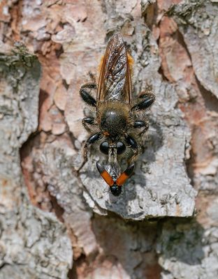 Bumblebee Robberfly / Gele hommelroofvlieg