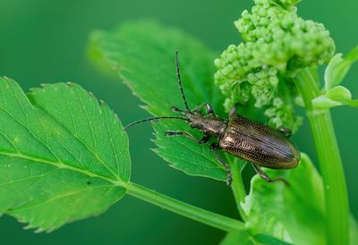 Plateumaris sericea - Trage rietkever