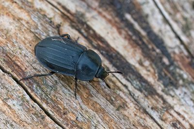 Silpha tristis
